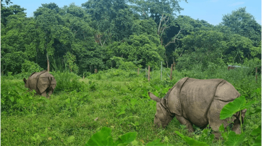 Kathmandu and Chitwan Tour