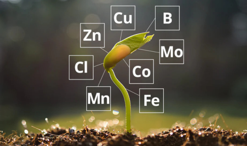 fertilizers and micronutrients